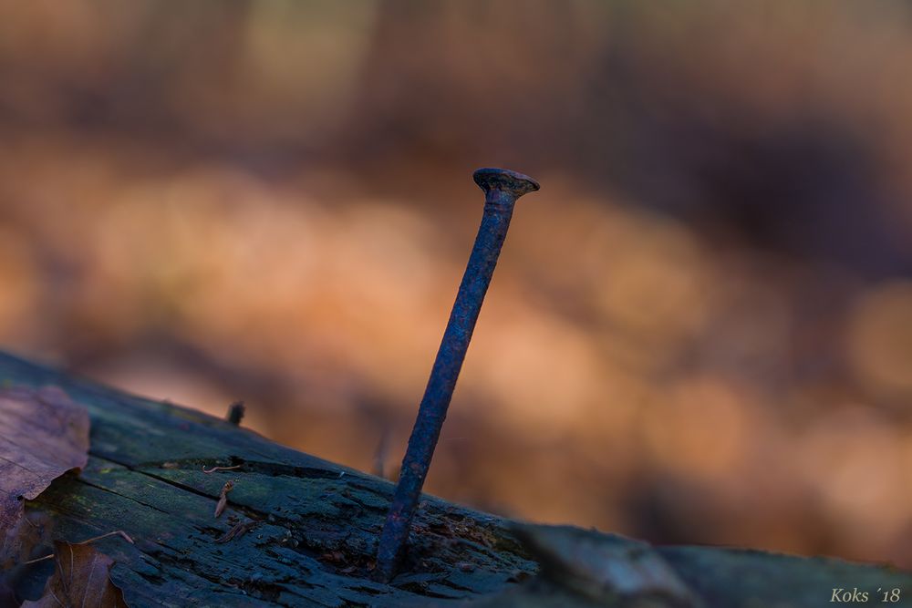 der Gemeine NAGELPILZ