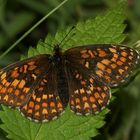 Der Gemeine oder Wachtelweizen-Scheckenfalter (Melitaea athalia) - Oberseite 