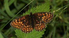 Der Gemeine oder Wachtelweizen-Scheckenfalter (Melitaea athalia) - Oberseite 