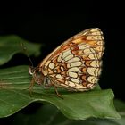 Der Gemeine oder Wachtelweizen-Scheckenfalter (Melitaea athalia) - Unterseite 