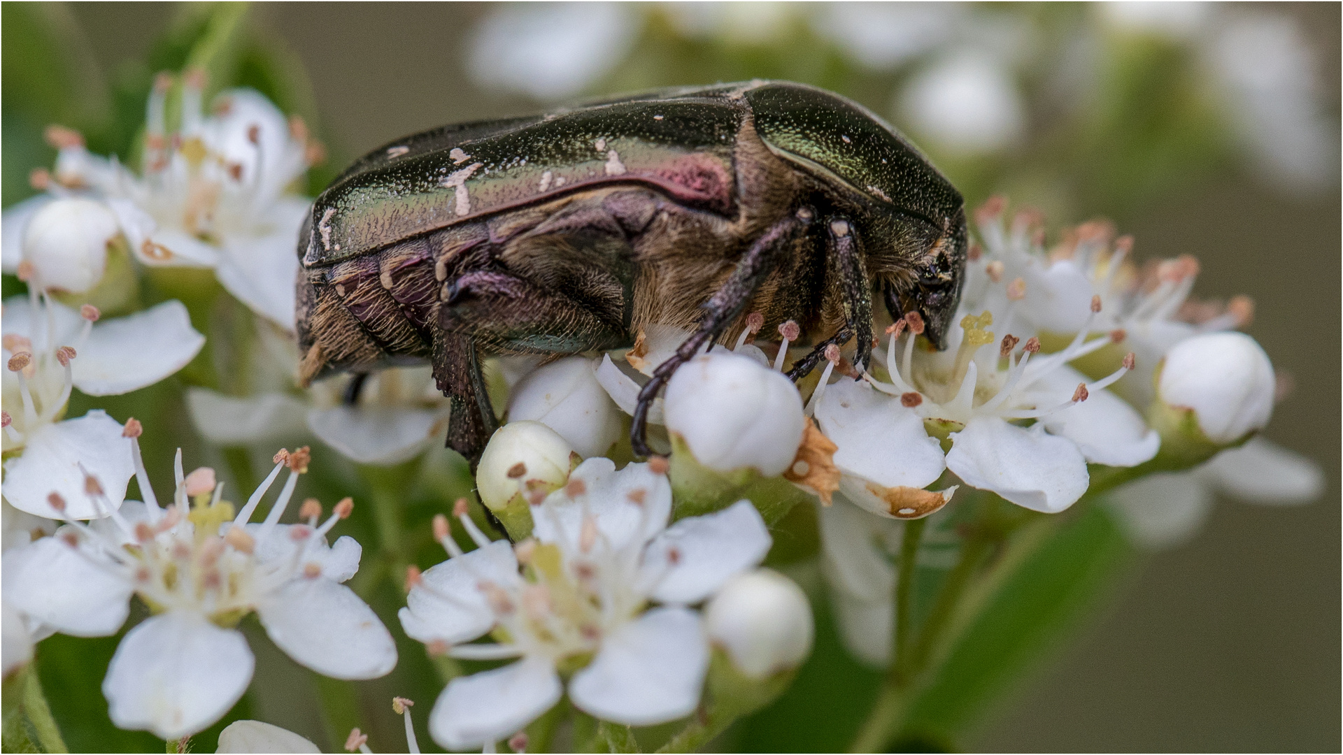 Der gemeine Rosenkäfer - Cetonia aurata -   ..... 2