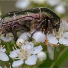 Der gemeine Rosenkäfer - Cetonia aurata -   ..... 2