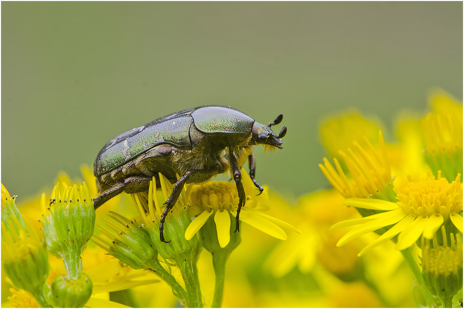 Der Gemeine Rosenkäfer (Cetonia aurata) . . .