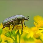 Der Gemeine Rosenkäfer (Cetonia aurata) . . .