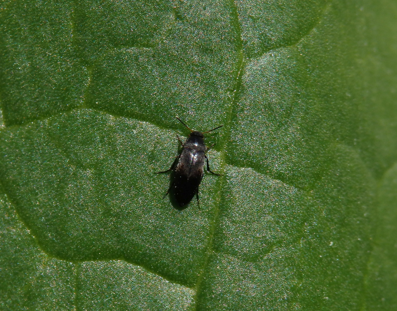 Der Gemeine Scheinstachelkäfer (Anaspis frontalis)