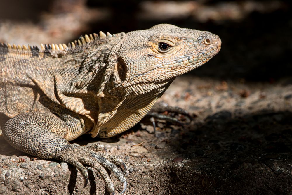 Der Gemeine Schwarzleguan 