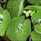 der Gemeine Schwimmfarn (Salvinia natans)