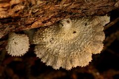 Der Gemeine Spaltblättling (Schizophyllum commune) im Nachmittagslicht, ...