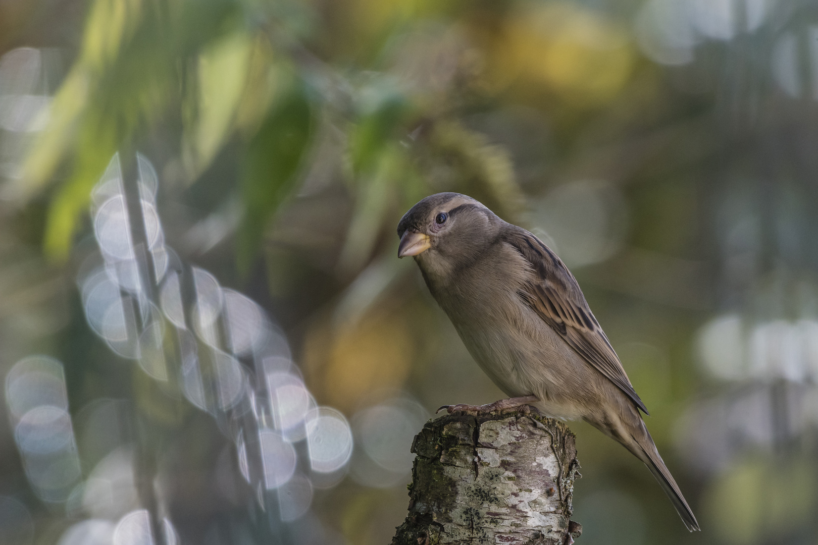 der "gemeine" Spatz