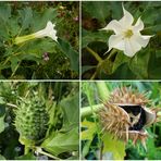 Der gemeine Stechapfel (Datura stramonium) - Collage