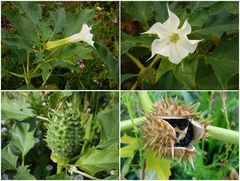 Der gemeine Stechapfel (Datura stramonium) - Collage