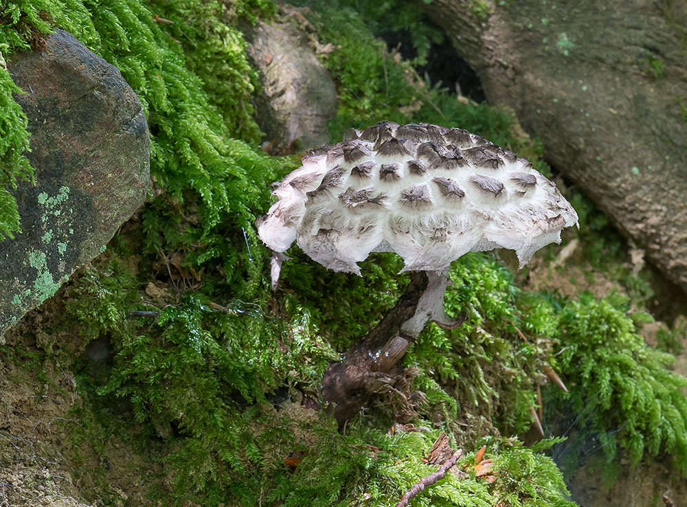 Der Gemeine Strubbelkopfröhrling (Strobilomyces strobilaceus)