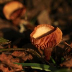 Der Gemeine Trompeten- oder Winterschnitzling (Tubaria furfuracea = hiemalis) ...