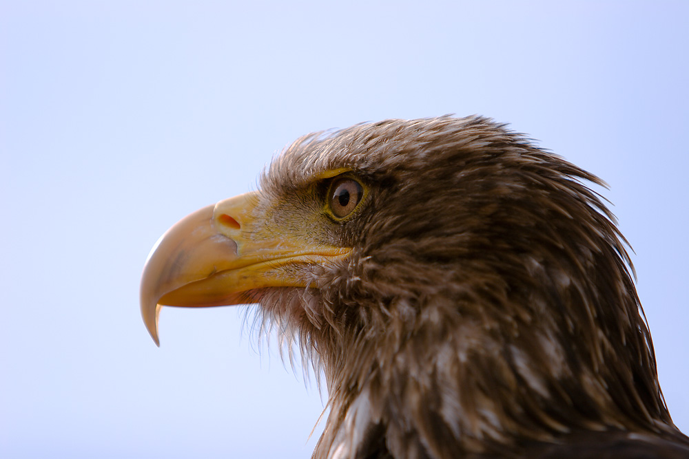 der gemeine Vogel Greif