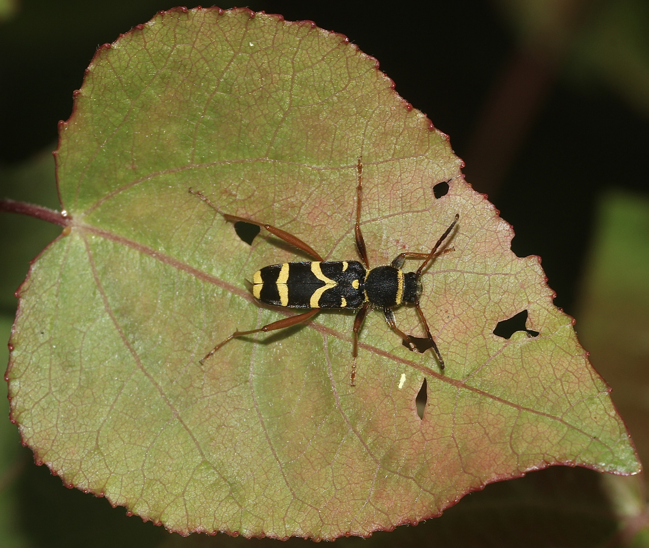 Der (Gemeine) WIdder- oder Wespenbock (Clytus arietis)