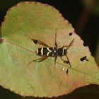 Der (Gemeine) WIdder- oder Wespenbock (Clytus arietis)