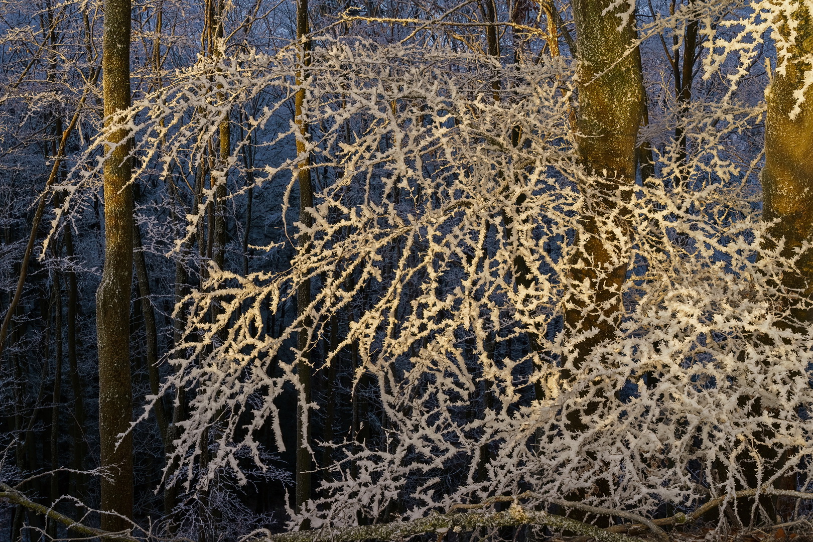 Der geniale Frostfächer