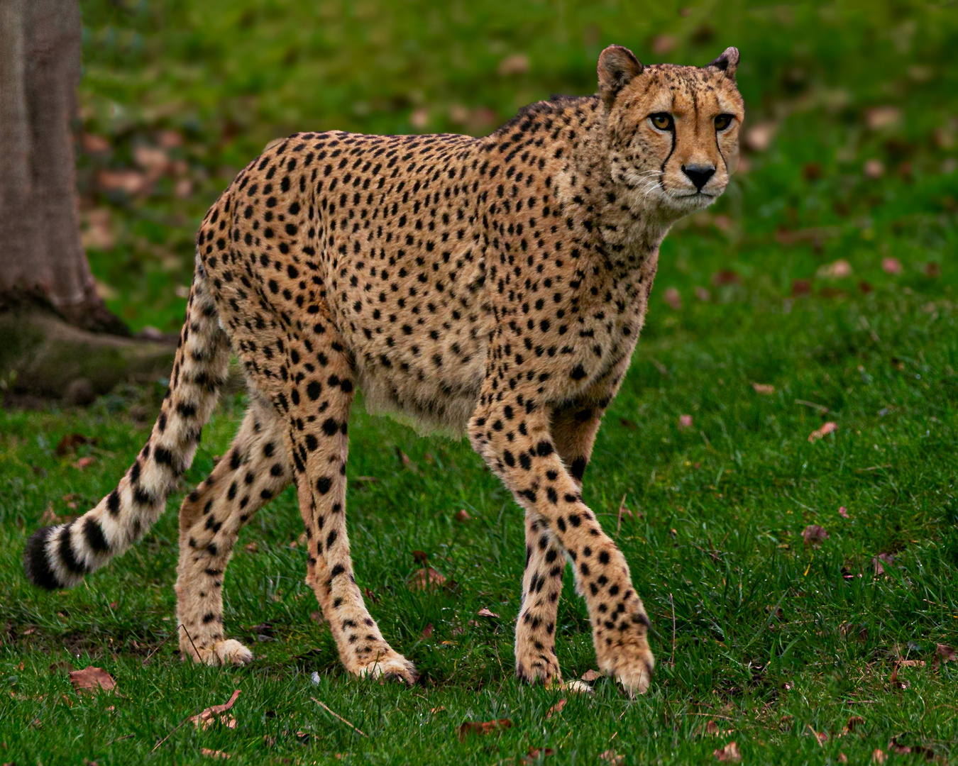 der Gepard