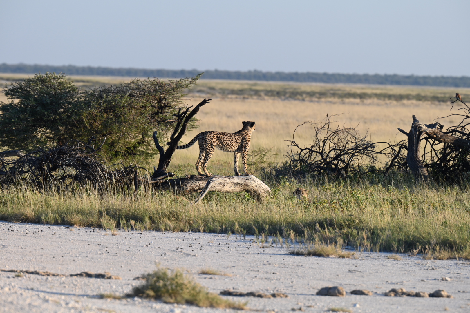 Der Gepard 