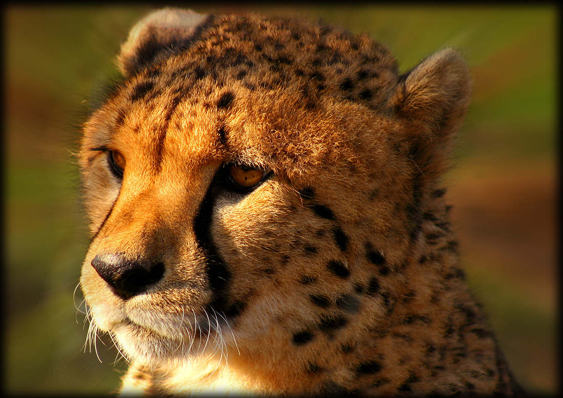 Der Gepard