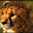 Der Gepard