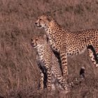 Der Gepard (Acinonyx jubatus) 