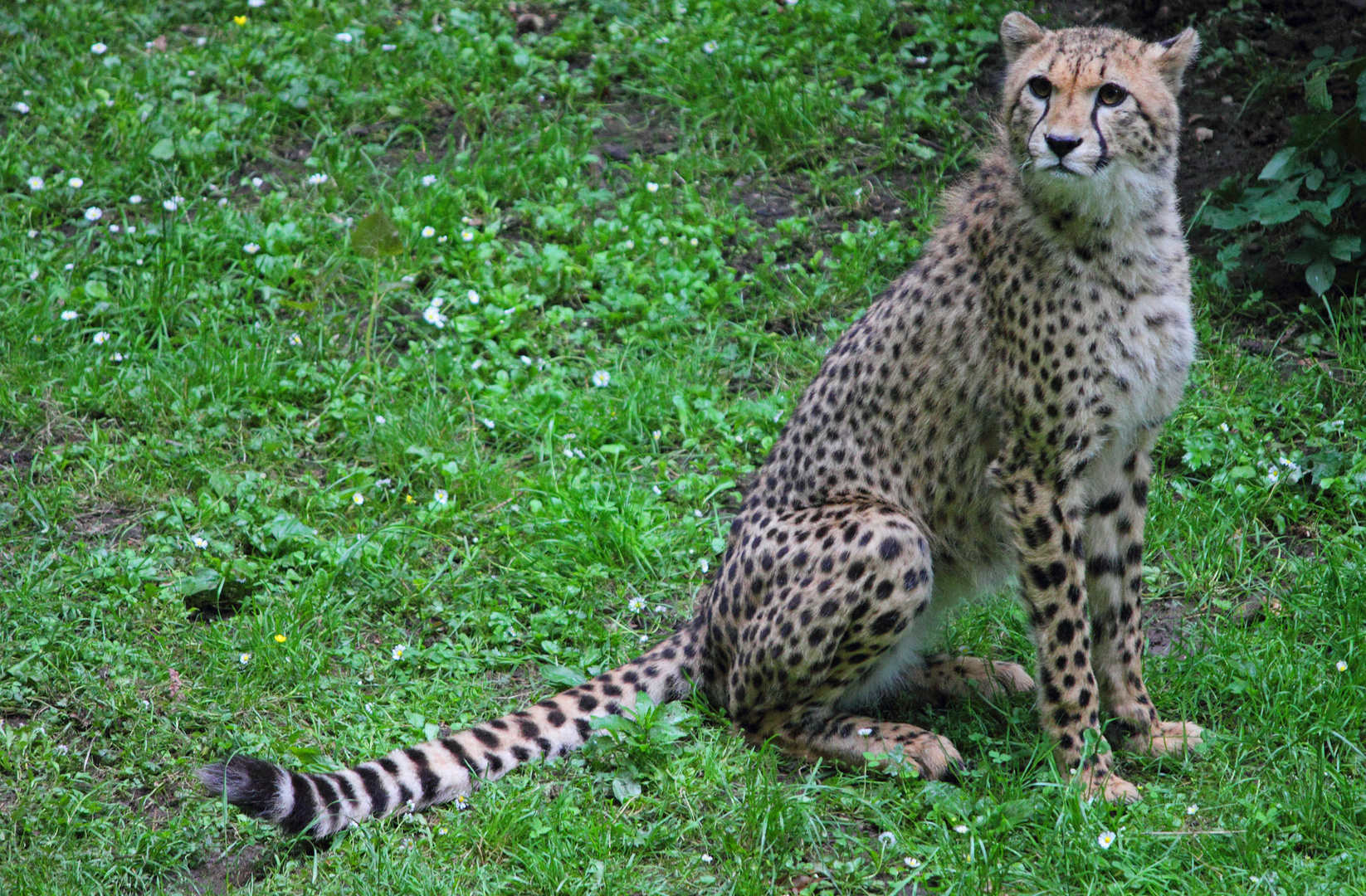 Der Gepard (Acinonyx jubatus)