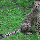 Der Gepard (Acinonyx jubatus)