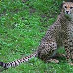 Der Gepard (Acinonyx jubatus)