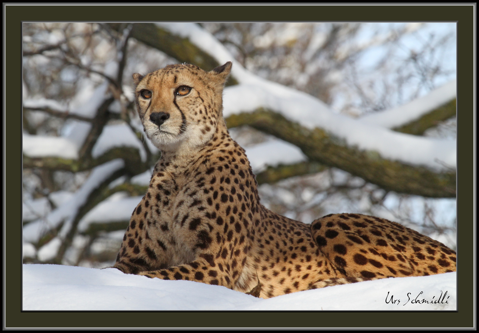 Der Gepard auf seinem Hochsitz.