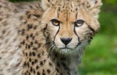 Der Gepard