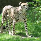 Der Gepard