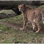 Der Gepard im Kölner Zoo hatte es sehr eilig ...