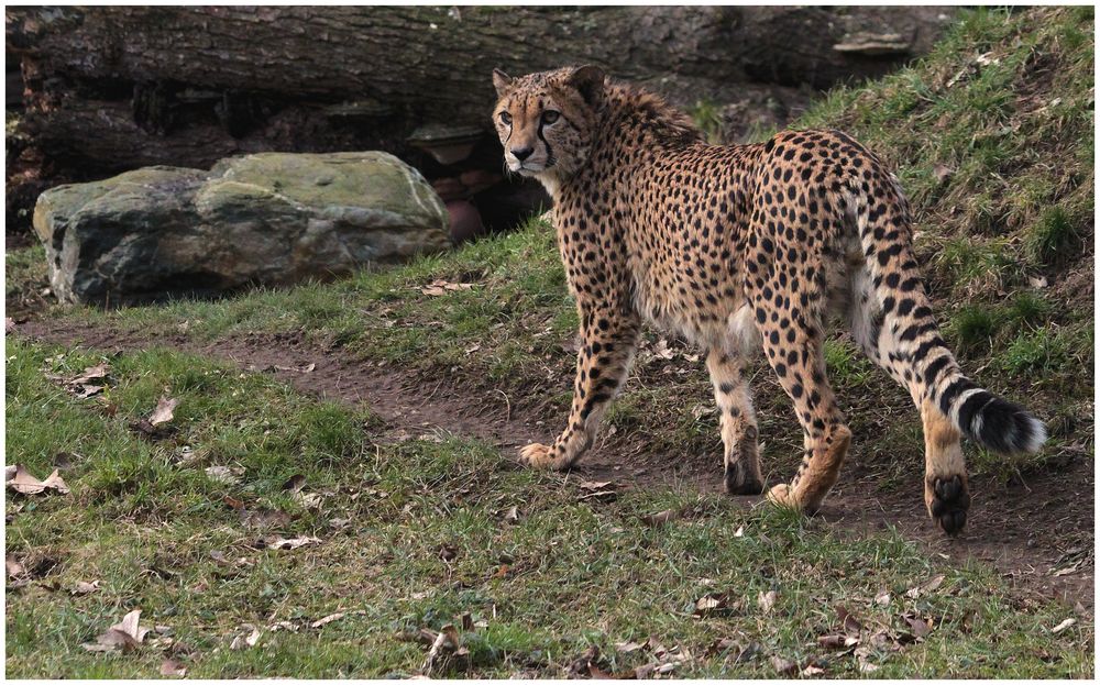 Der Gepard im Kölner Zoo hatte es sehr eilig ...