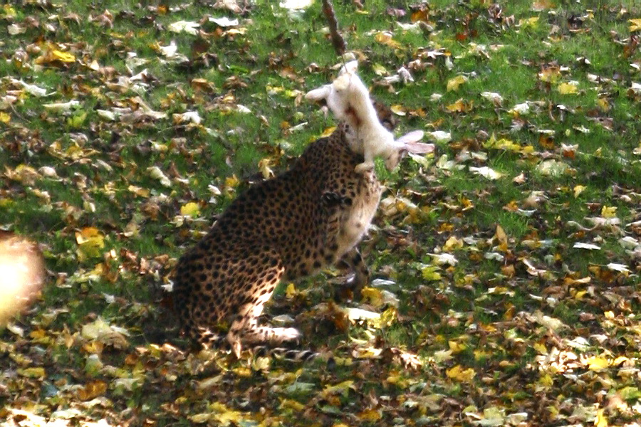 der Gepard und das Kaninchen....