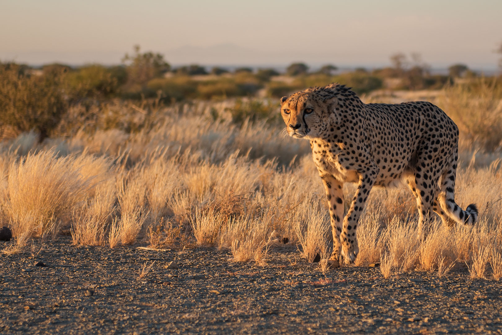 Der Gepard wirkt leicht angespannt