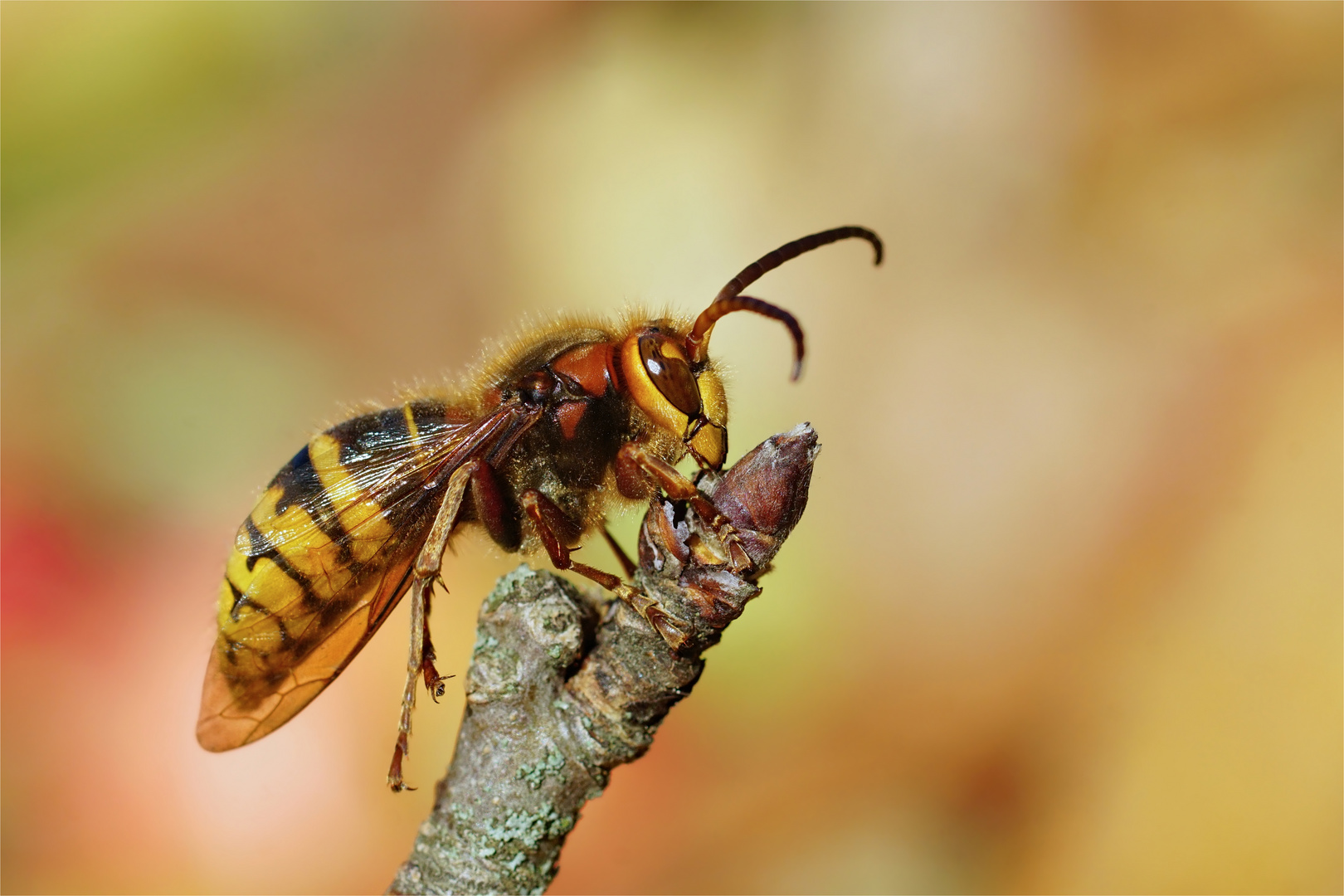 Der gepflegte Mann - Hornissendrohn, Vespa crabro germana - bei der Körperpflege