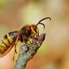 Der gepflegte Mann - Hornissendrohn, Vespa crabro germana - bei der Körperpflege