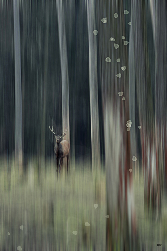 Der gerade nicht röhrende Hirsch