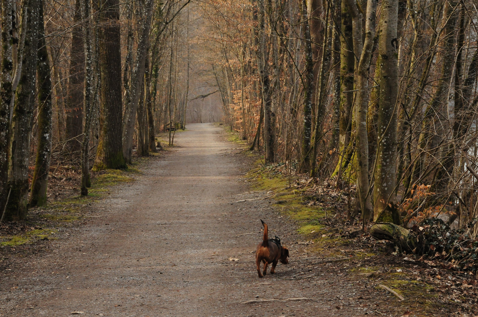 Der gerade Weg