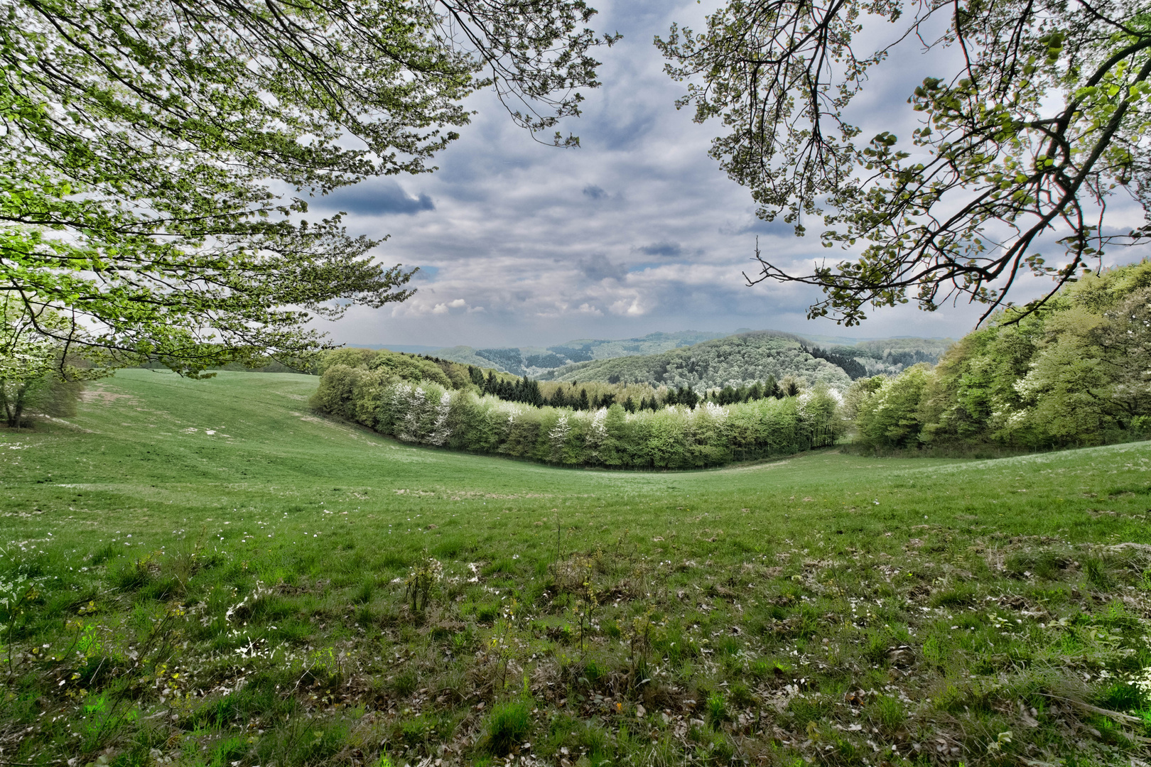 Der gerahmte Wald