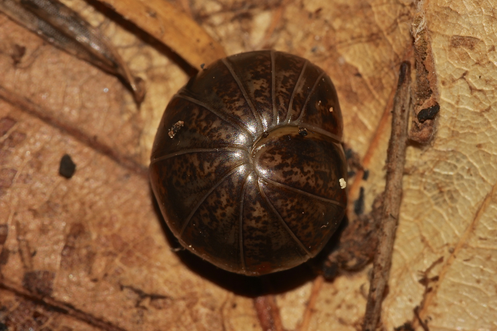 Der Gerandete Saftkugler (Glomeris marginata), ...