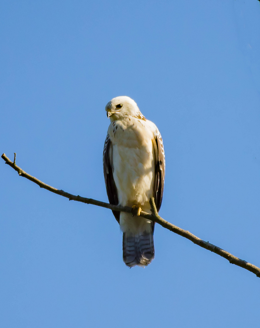 Der Gerfalke