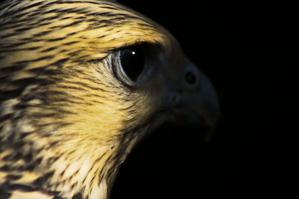 der Gerfalke (F. rusticolus)