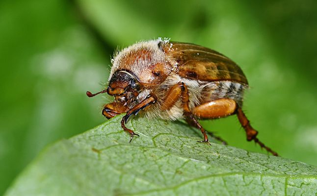 Der Gerippte Brachkäfer (Amphimallon solstitiale)  ...