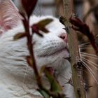 Der Geruch von Frühling