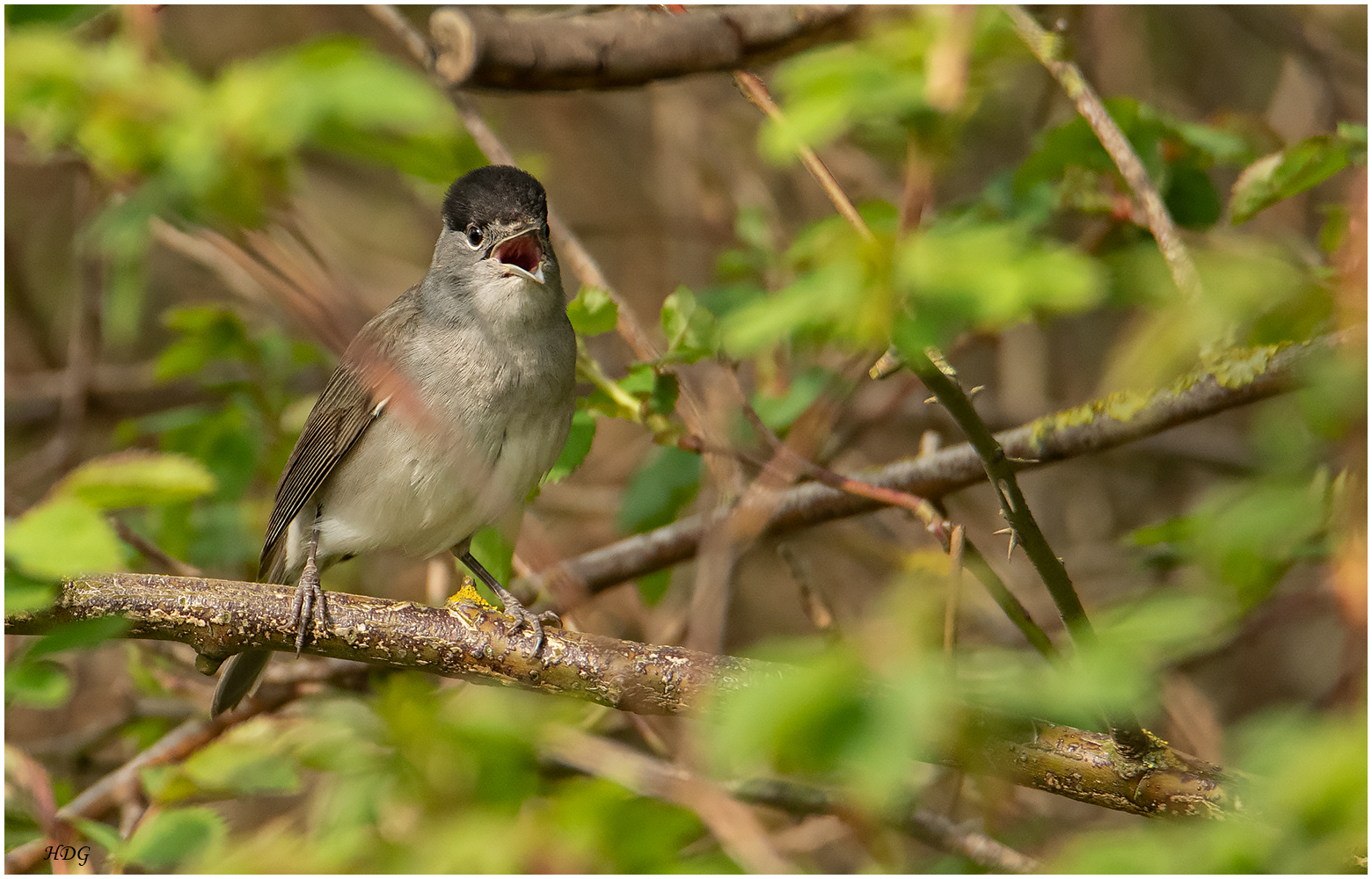 Der Gesang der ...