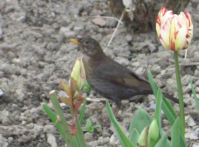 Der Gesang der Amsel...