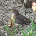 Der Gesang der Amsel...