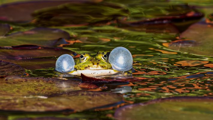 Der Gesang der Frösche